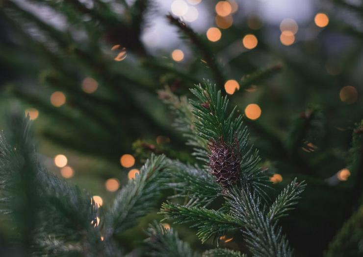 Christmas at Curia Hotéis Alexandre Almeida Christmas at Curia Hotéis Alexandre Almeida