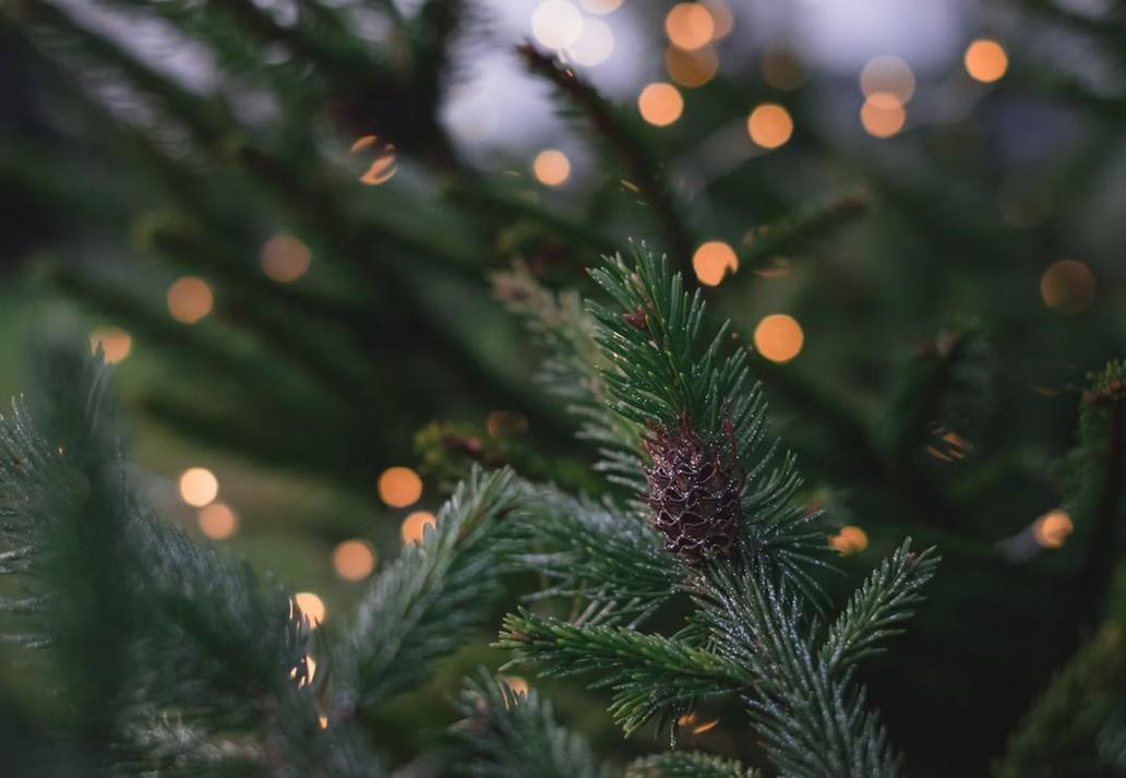 Christmas at Curia  Curia Palace Hotel Coimbra